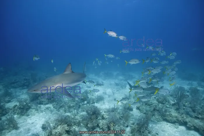 : Bahamas, New Providence Island, Underwater : Bahamas, New Providence Island, Underwater