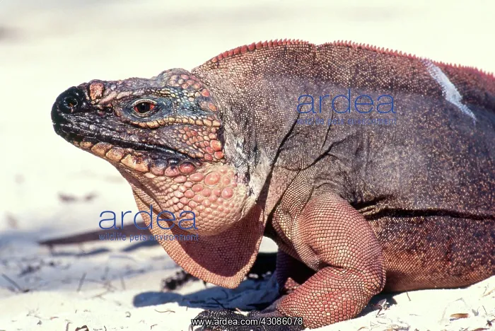 : Bahamian Rock Iguana : Bahamian Rock Iguana