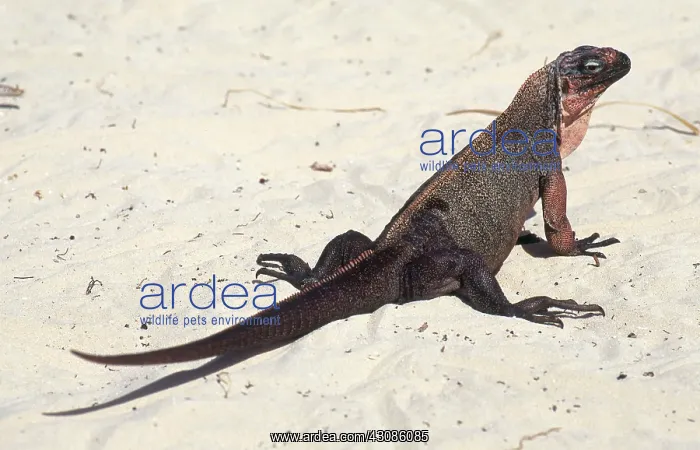 : Bahamian Rock Iguana : Bahamian Rock Iguana