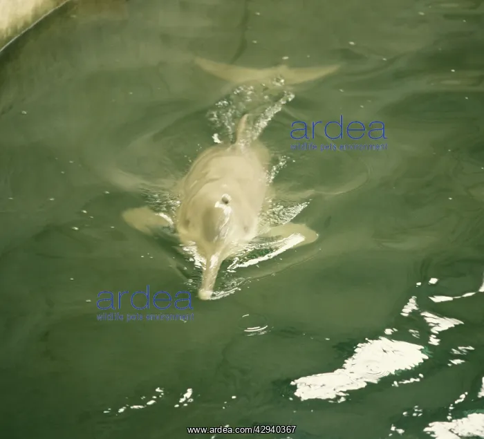 : Baiji / Chinese River Dolphin / Yangtze River Dolphin : Baiji / Chinese River Dolphin / Yangtze River Dolphin