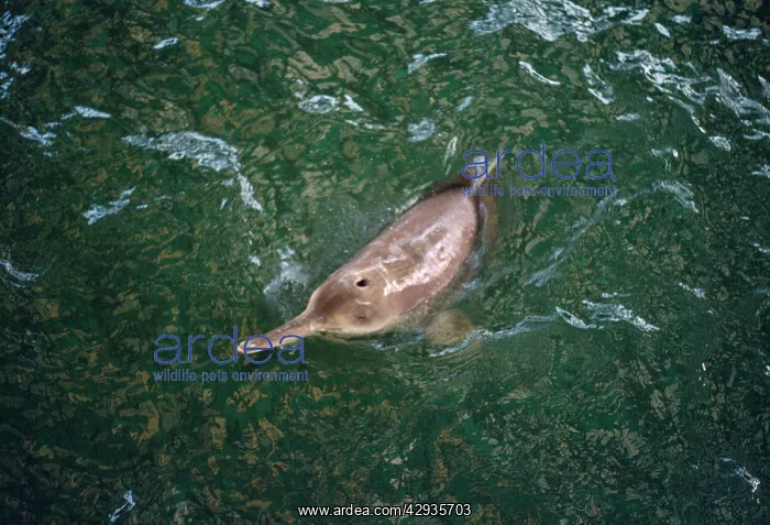 : Baiji - Also known as: Chinese river dolphin, Yangtze : Baiji - Also known as: Chinese river dolphin, Yangtze