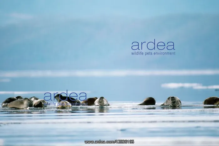 : Baikal / Nerpa Seal - endemic to lake Baikal : Baikal / Nerpa Seal - endemic to lake Baikal