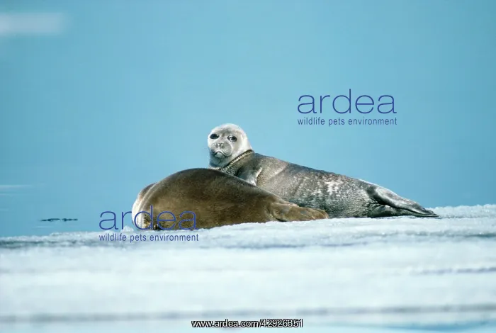 : Baikal / Nerpa Seal - endemic to lake Baikal : Baikal / Nerpa Seal - endemic to lake Baikal