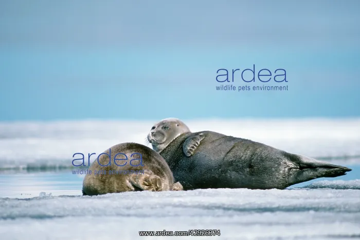 : Baikal / Nerpa Seal - endemic to lake Baikal : Baikal / Nerpa Seal - endemic to lake Baikal