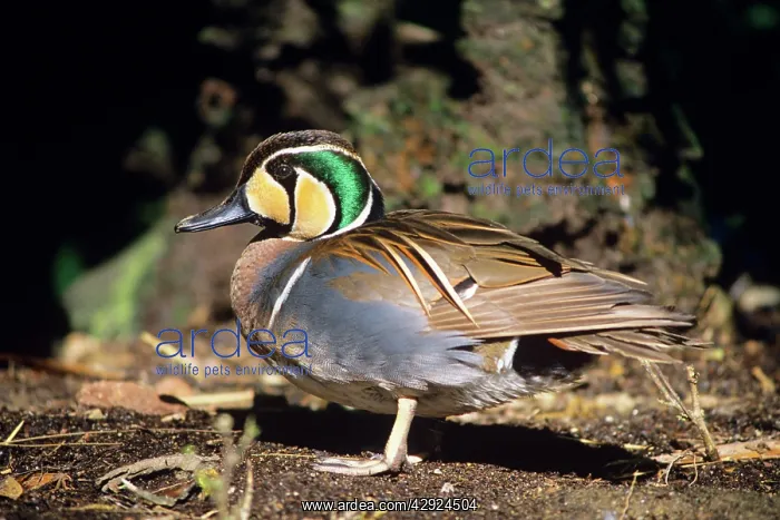 : Baikal Teal Duck - male : Baikal Teal Duck - male