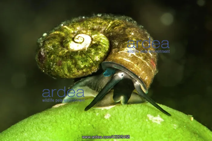 : Baikal water snail (Megalovalvata baicalensis) on : Baikal water snail (Megalovalvata baicalensis) on