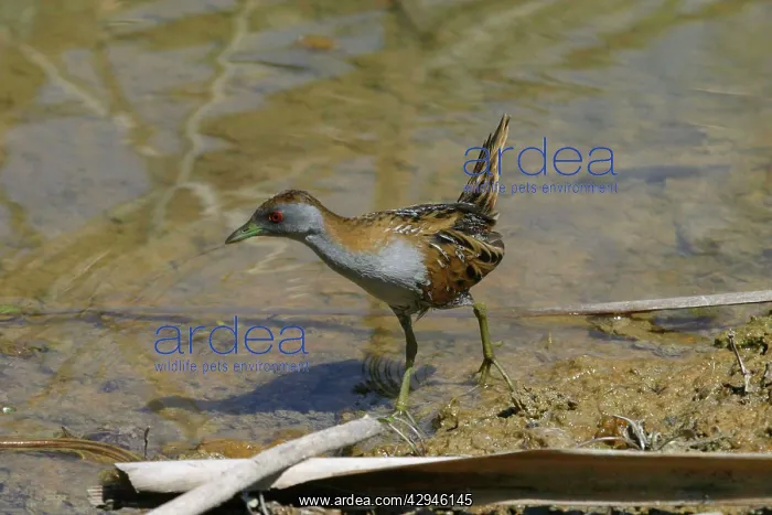: Baillon's Crake : Baillon's Crake