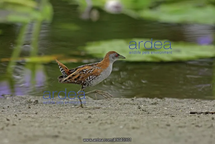 : Baillon's Crake : Baillon's Crake