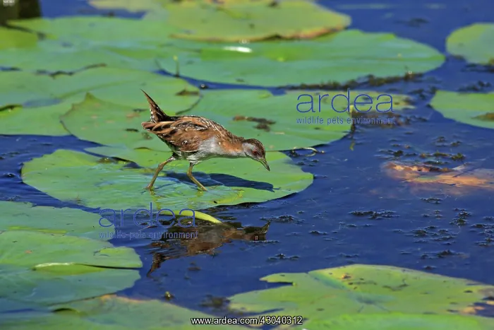 : Baillon's Crake : Baillon's Crake