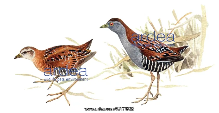 : Baillon's Crake : Baillon's Crake