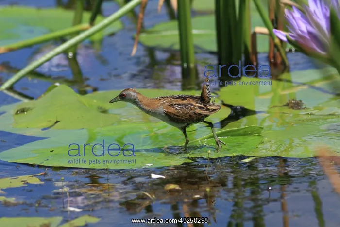 : Baillon's Crake : Baillon's Crake