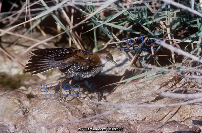  : Baillon's Crake - displaying wings