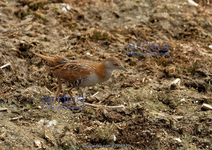 : Baillon's Crake - Porzana pusilla in spring at Aghia Lake : Baillon's Crake - Porzana pusilla in spring at Aghia Lake