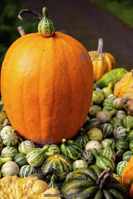 : Bainbridge Island, Washington State, USA. Pumpkins : Bainbridge Island, Washington State, USA. Pumpkins