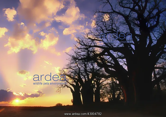 : Baines Baobab Trees at sunset : Baines Baobab Trees at sunset