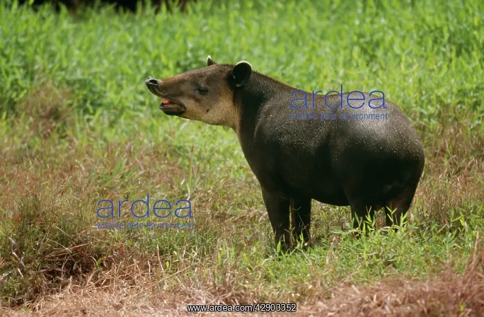 : BAIRDIS TAPIR - in grass : BAIRDIS TAPIR - in grass