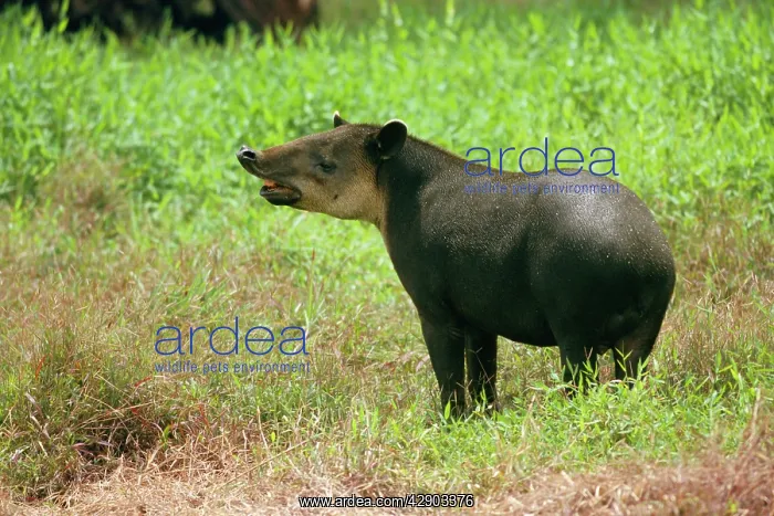 : BAIRDIS TAPIR - ON GRASS : BAIRDIS TAPIR - ON GRASS