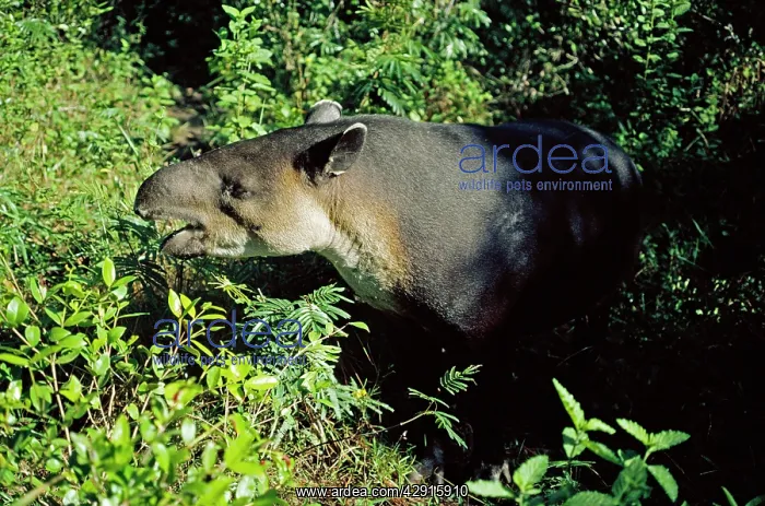 : BairdIs TAPIR - side view, eating : BairdIs TAPIR - side view, eating