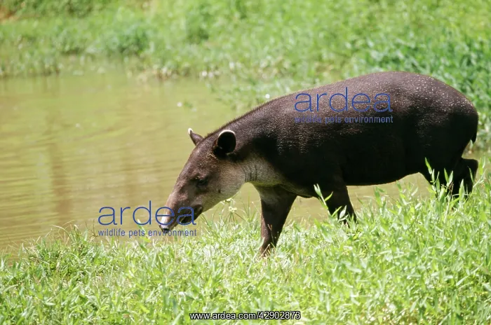 : BAIRDIS TAPIR - by water : BAIRDIS TAPIR - by water