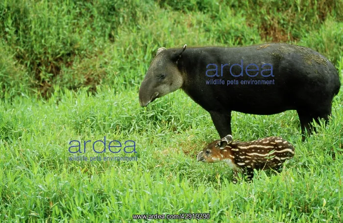 : BairdIs TAPIR - and young : BairdIs TAPIR - and young