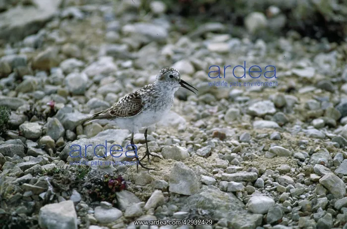 : Baird's Sandpiper : Baird's Sandpiper