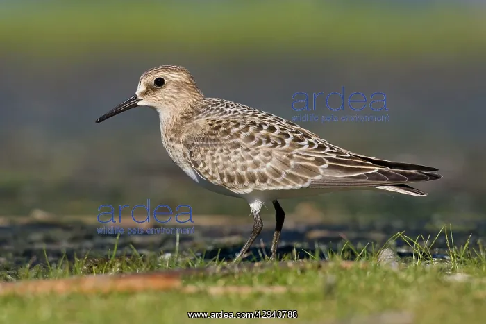 : Baird's Sandpiper : Baird's Sandpiper