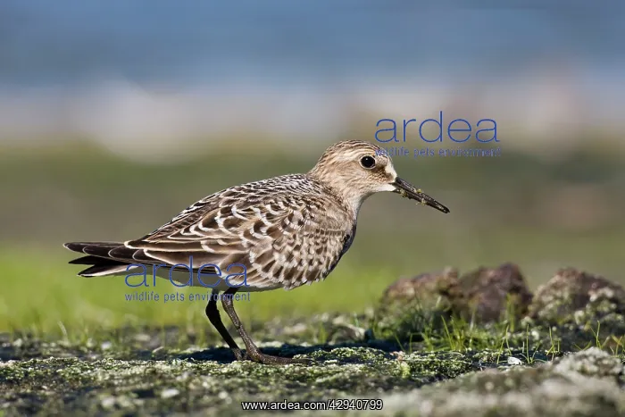 : Baird's Sandpiper : Baird's Sandpiper
