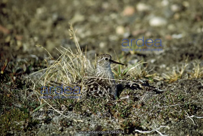 : Baird's SANDPIPER : Baird's SANDPIPER