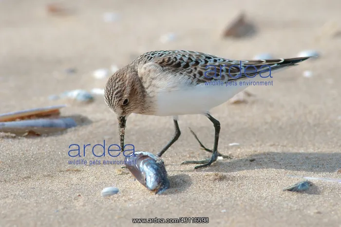 : Baird's Sandpiper : Baird's Sandpiper