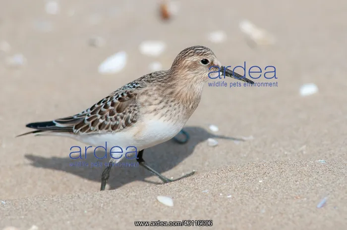 : Baird's Sandpiper : Baird's Sandpiper