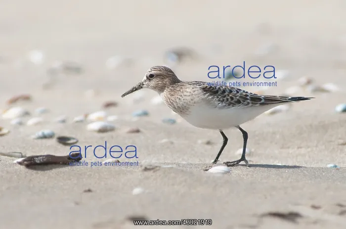 : Baird's Sandpiper : Baird's Sandpiper