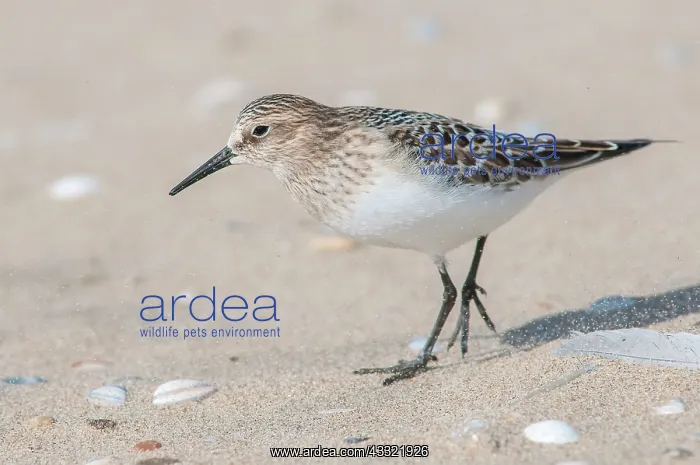 : Baird's Sandpiper : Baird's Sandpiper
