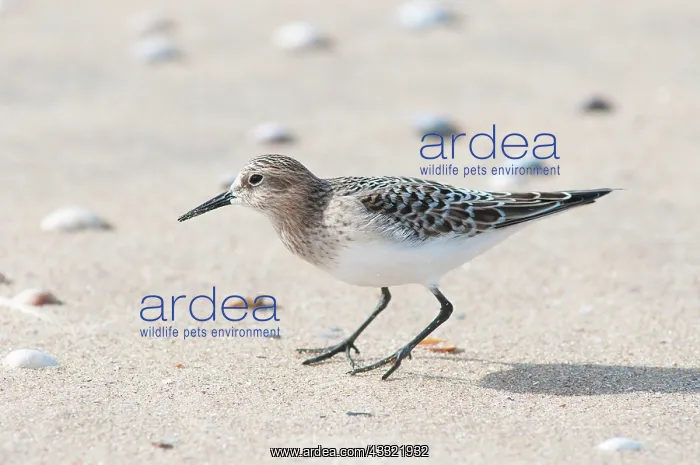 : Baird's Sandpiper : Baird's Sandpiper