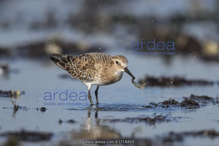 : Baird's Sandpiper - Calidris bairdii - Foraging : Baird's Sandpiper - Calidris bairdii - Foraging