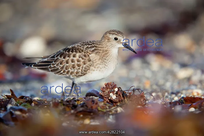 : Baird's Sandpiper - Juvenile : Baird's Sandpiper - Juvenile
