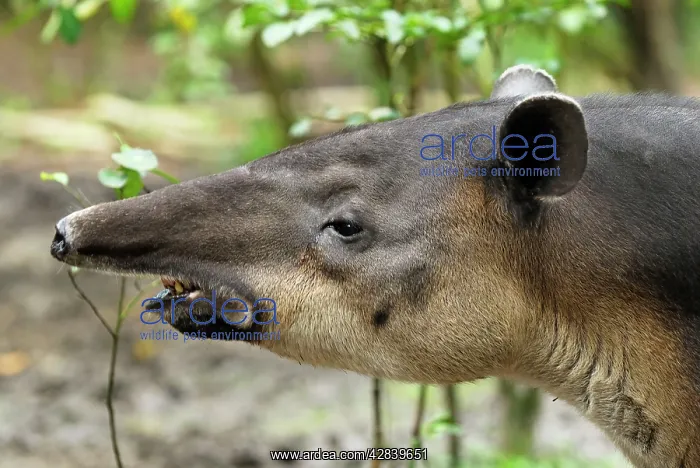 : Baird's Tapir : Baird's Tapir