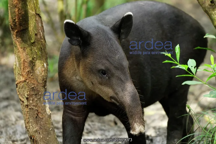 : Baird's Tapir : Baird's Tapir