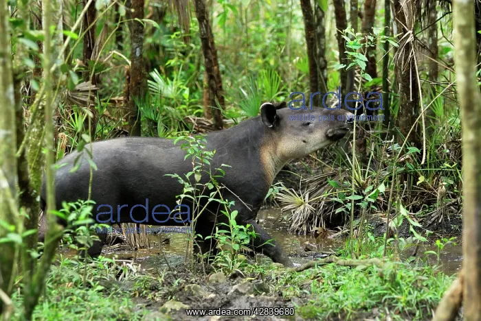 : Baird's Tapir : Baird's Tapir