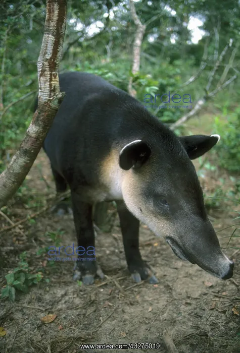 : Baird's Tapir, (Tapirus bairdii), Belize : Baird's Tapir, (Tapirus bairdii), Belize