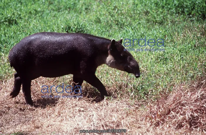 : BAIRD'S TAPIR - walking on grass : BAIRD'S TAPIR - walking on grass