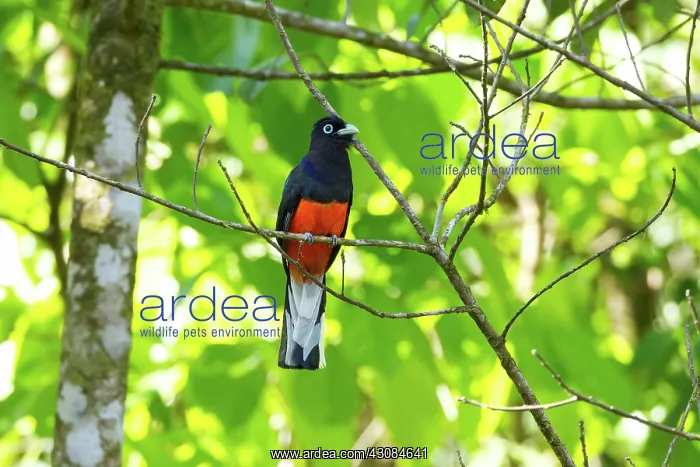 : Baird's Trogon : Baird's Trogon