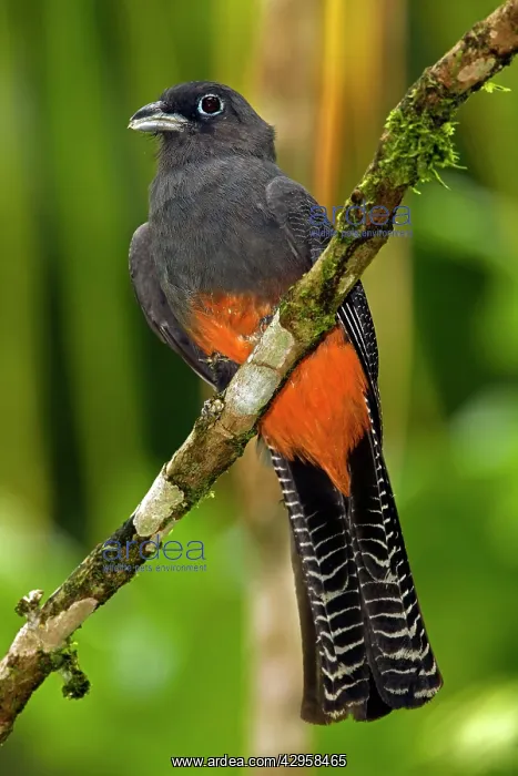 : Baird's Trogon - Female : Baird's Trogon - Female