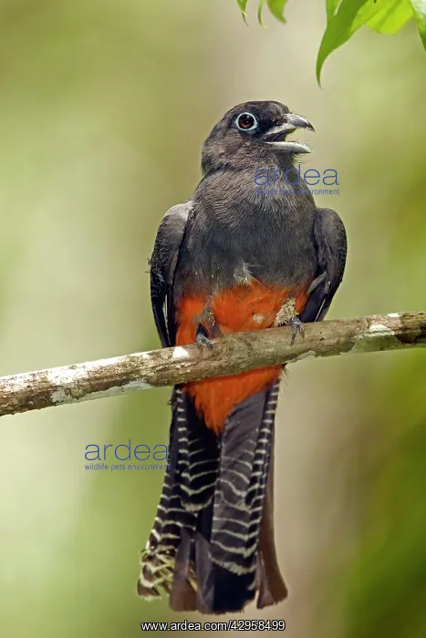 : Baird's Trogon - Female : Baird's Trogon - Female