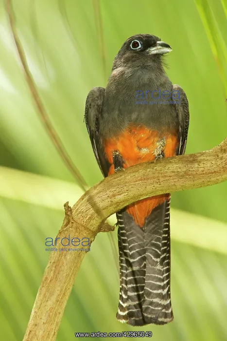 : Baird's Trogon - female : Baird's Trogon - female