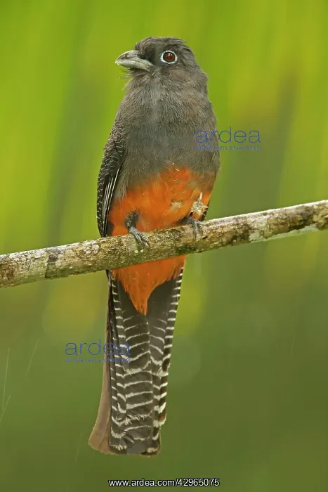 : Baird's Trogon - female : Baird's Trogon - female
