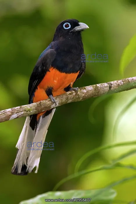 : Baird's Trogon - male : Baird's Trogon - male