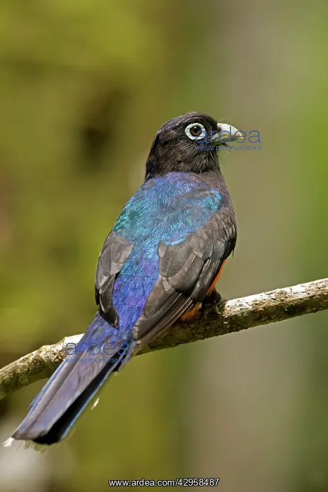 : Baird's Trogon - Male : Baird's Trogon - Male