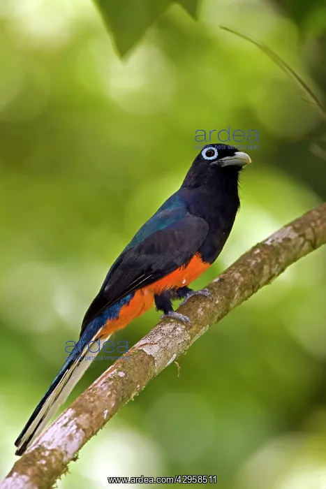 : Baird's Trogon - Male : Baird's Trogon - Male