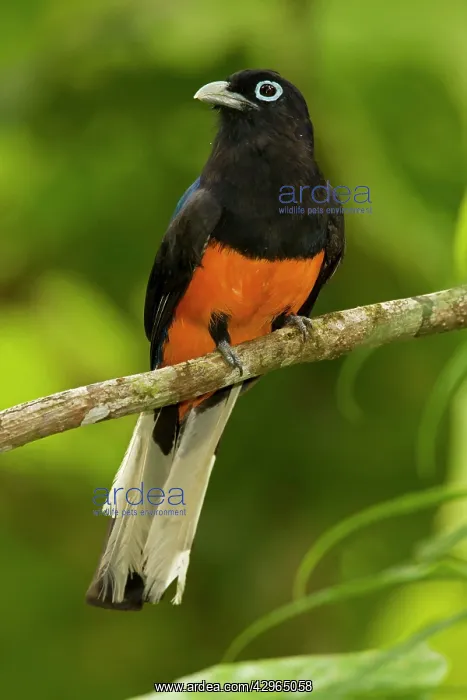 : Baird's Trogon - male : Baird's Trogon - male