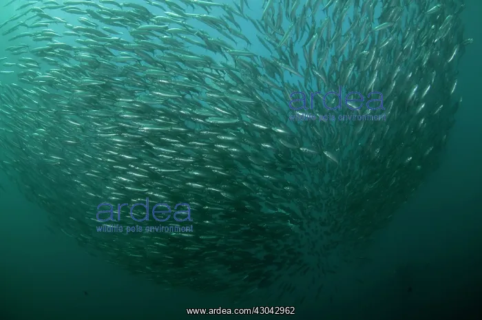  : Baitball school of small bait fish
